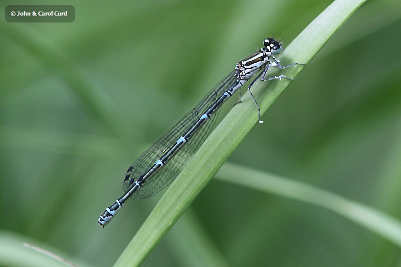 J01_3119 Coenagrion puella female.JPG